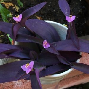 Tradescantia pallida ‘purpurea’